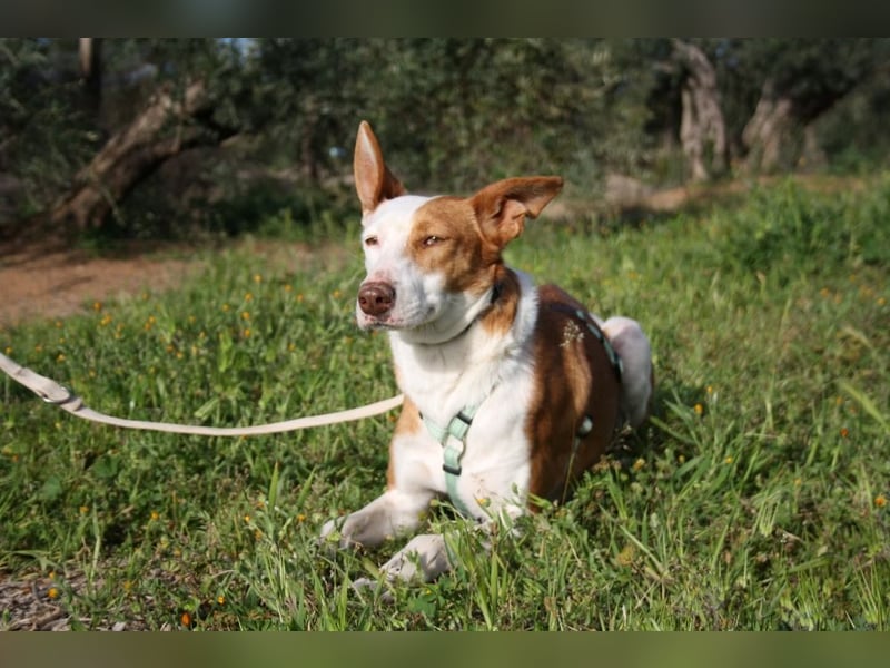 Sanfte CAROLINA mit unschuldigem edlen Wesen, noch schüchtern sucht liebevolle "Für-immer-Familie"