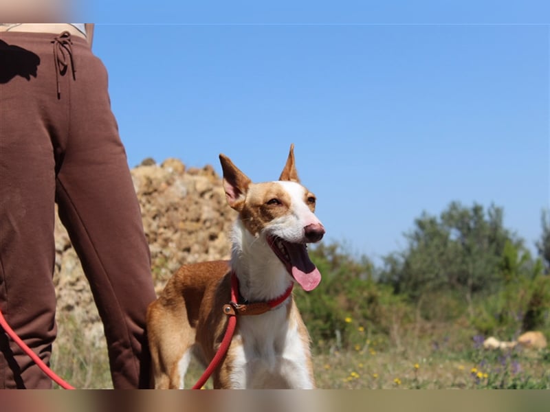 Vega – aufgeschlossener Sonnenschein