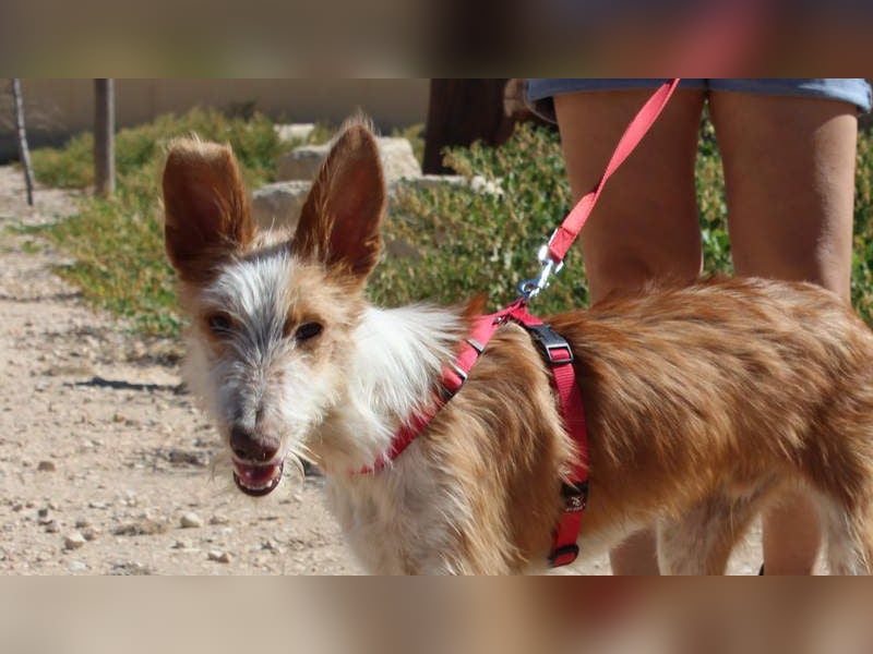 PELUSO-kleiner Wirbelwind mit großem Herzen sucht sein Für-immer-Zuhause