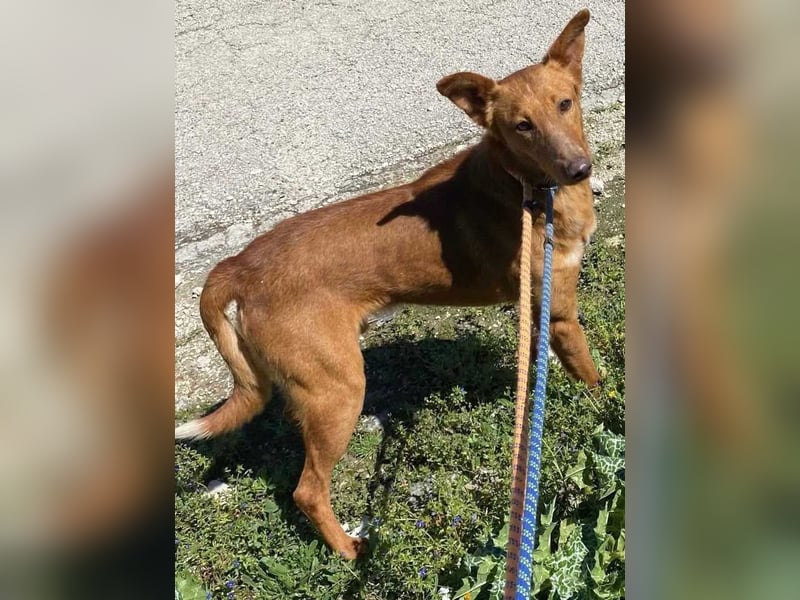 MARIO-	wartet auf Pflegestelle in 47574 Goch auf Dich!