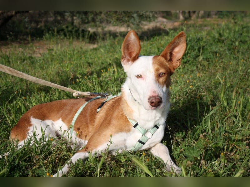 Sanfte CAROLINA mit unschuldigem edlen Wesen, noch schüchtern sucht liebevolle "Für-immer-Familie"