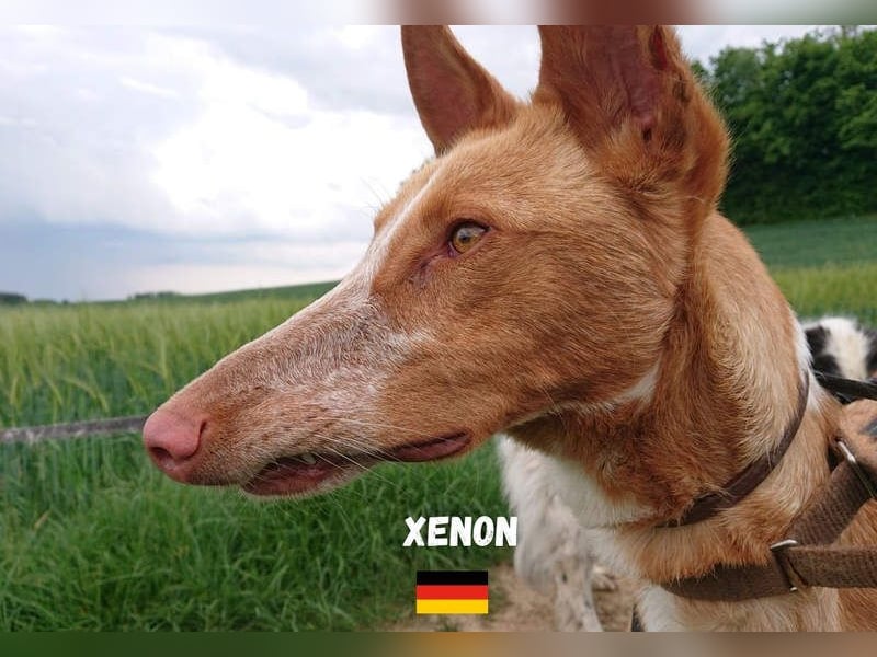 XENON-fröhlicher, freundlicher, aktiver, sozial Bub ist bereit für seine Für-immer-Familie