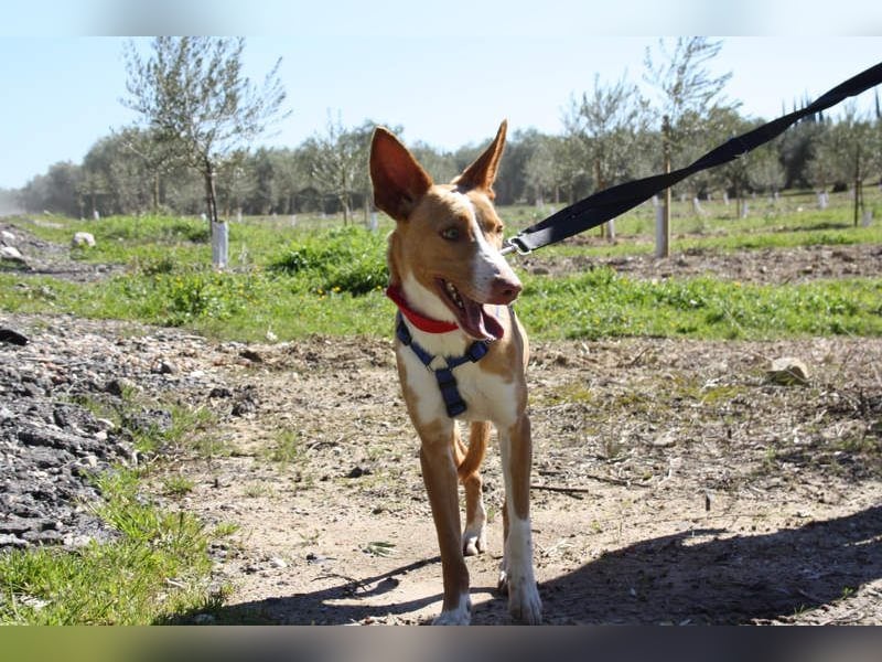 MILKI-sanftmütig, ruhig, gelassen, aufmerksam, neugierig, Menschen zugewandt sucht Für-immer-Zuhause