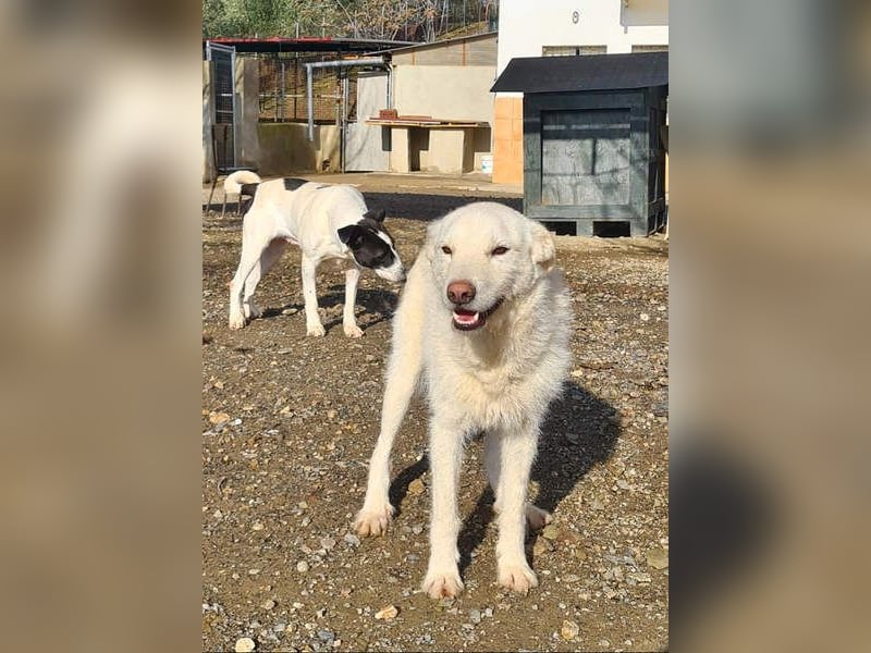 AYLA-sanft, feinfühlig, ruhig, ausgeglichen, wartet sehnsüchtig auf ein liebevolles Zuhause