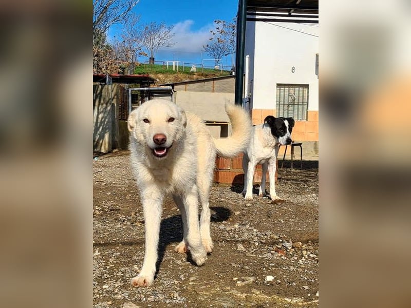 AYLA-sanft, feinfühlig, ruhig, ausgeglichen, wartet sehnsüchtig auf ein liebevolles Zuhause