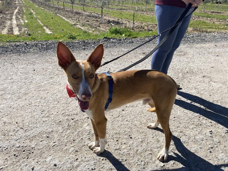 MILKI-sanftmütig, ruhig, gelassen, aufmerksam, neugierig, Menschen zugewandt sucht Für-immer-Zuhause