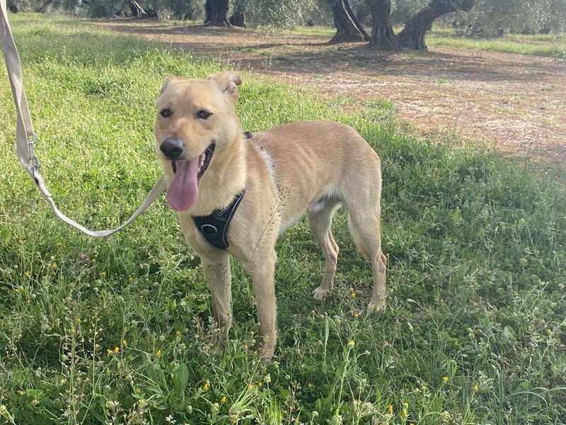 TINO - lieber, sehr freundlicher, verschmuster Bub wartet sehnsüchtig auf liebevolles Zuhause