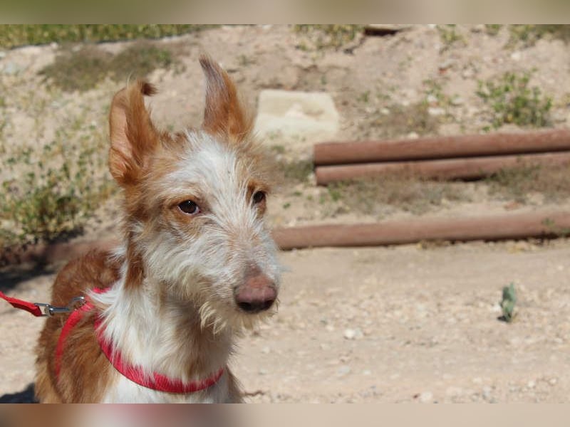 PELUSO-kleiner Wirbelwind mit großem Herzen sucht sein Für-immer-Zuhause