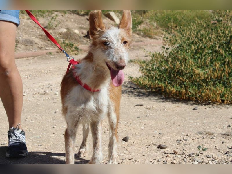 PELUSO-kleiner Wirbelwind mit großem Herzen sucht sein Für-immer-Zuhause