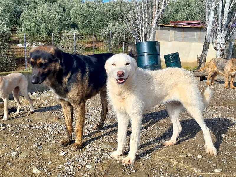 AYLA-sanft, feinfühlig, ruhig, ausgeglichen, wartet sehnsüchtig auf ein liebevolles Zuhause