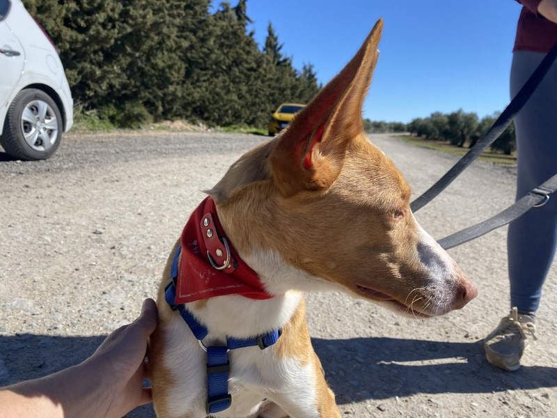 MILKI-sanftmütig, ruhig, gelassen, aufmerksam, neugierig, Menschen zugewandt sucht Für-immer-Zuhause