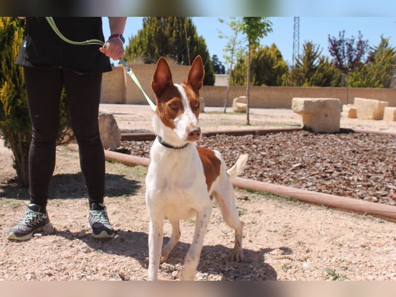 LOLO -fröhllich, aktiv, verspielt, unglaublich freundllich sucht ein Für-immer-Zuhause"