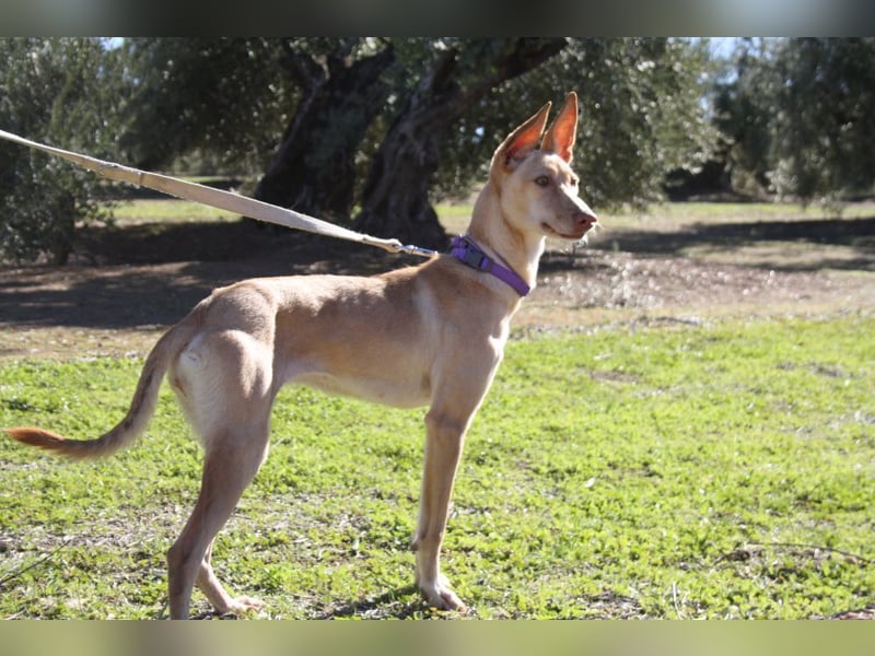 ZOE-liebevolles, lernfreudiges,intelligentes,entspanntes Mädchen sucht liebevolles Für-immer-Zuhause