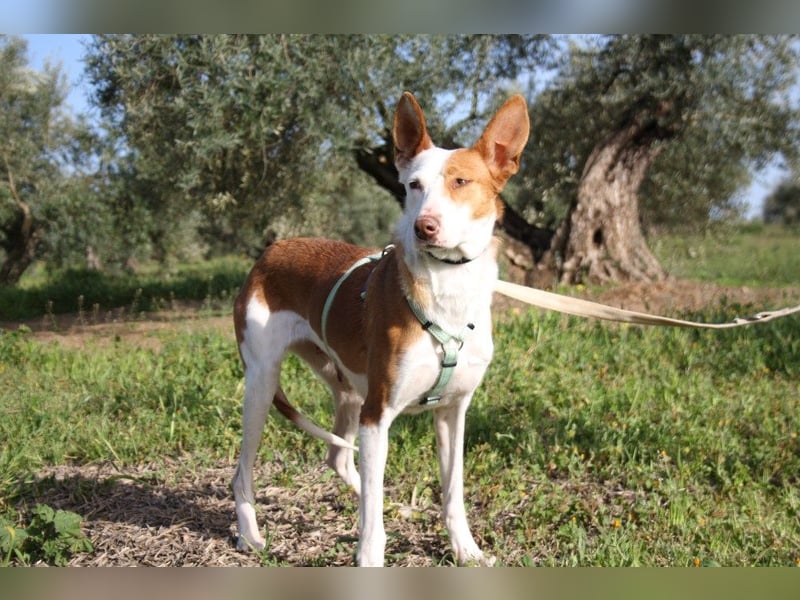 Sanfte CAROLINA mit unschuldigem edlen Wesen, noch schüchtern sucht liebevolle "Für-immer-Familie"