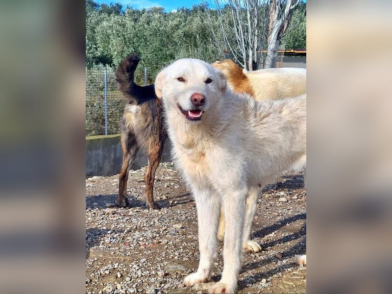 AYLA-sanft, feinfühlig, ruhig, ausgeglichen, wartet sehnsüchtig auf ein liebevolles Zuhause