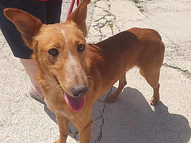 MARIO-	wartet auf Pflegestelle in 47574 Goch auf Dich!