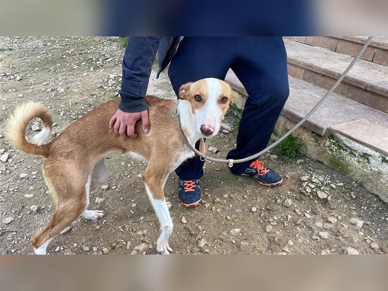 Vega – aufgeschlossener Sonnenschein