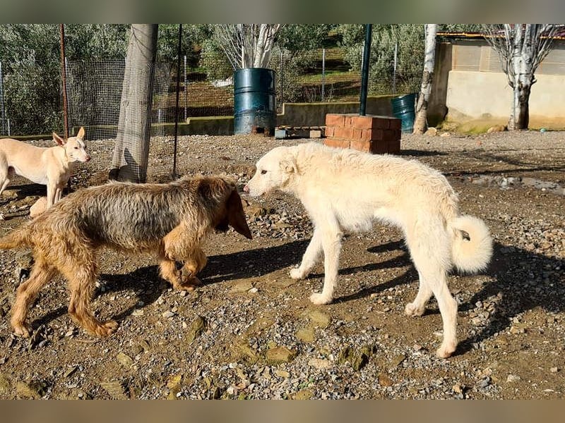 AYLA-sanft, feinfühlig, ruhig, ausgeglichen, wartet sehnsüchtig auf ein liebevolles Zuhause