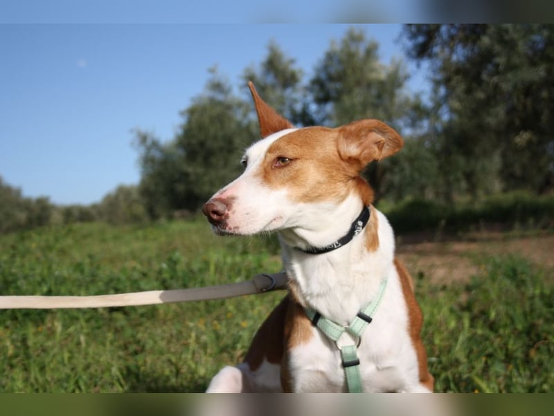 Sanfte CAROLINA mit unschuldigem edlen Wesen, noch schüchtern sucht liebevolle "Für-immer-Familie"