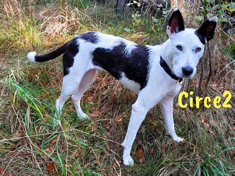 Circe2 geb. 06/2022 (in Deutschland) - verspielte Podenco Bodeguero Mix Hündin!