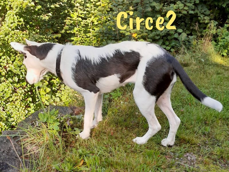 Circe2 geb. 06/2022 (in Deutschland) - verspielte Podenco Bodeguero Mix Hündin!