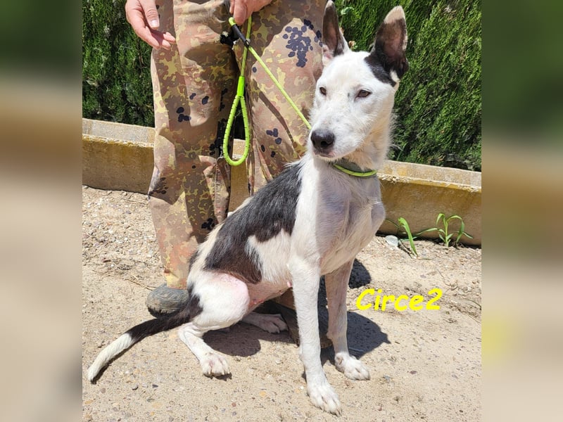 Circe2 geb. 06/2022 (in Deutschland) - verspielte Podenco Bodeguero Mix Hündin!