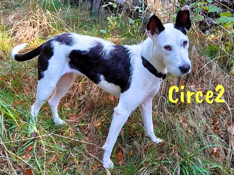 Circe2 geb. 06/2022 (in Deutschland) - verspielte Podenco Bodeguero Mix Hündin!