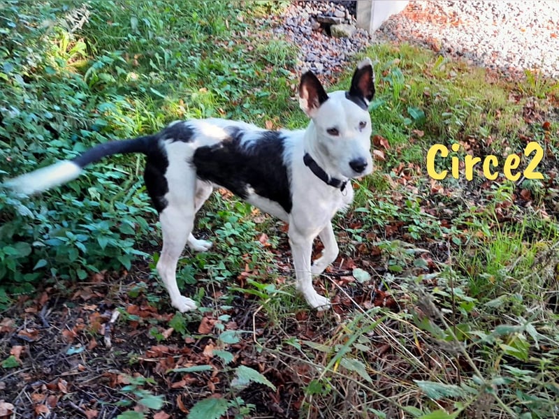 Circe2 geb. 06/2022 (in Deutschland) - verspielte Podenco Bodeguero Mix Hündin!