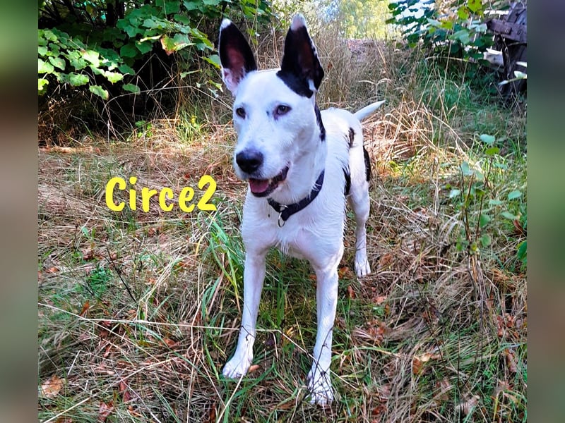 Circe2 geb. 06/2022 (in Deutschland) - verspielte Podenco Bodeguero Mix Hündin!
