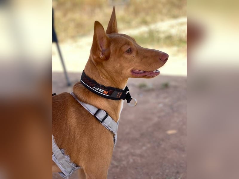 Caramelo (Spanien) – süßer Podenco mit Ringelschwänzchen sucht seine Menschen