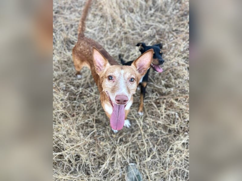 Joseph (Spanien) – abenteuerlustiger und sozialer Podenco