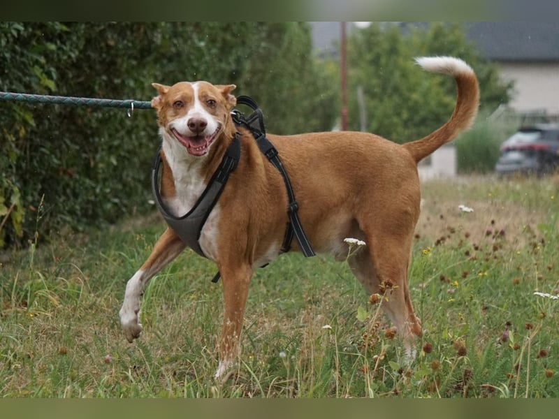 Notfall Boomer - Unser Pechvogel verliert schon wieder sein Zuhause
