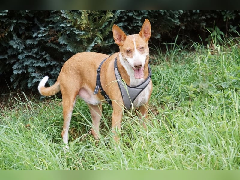Notfall Boomer - Unser Pechvogel verliert schon wieder sein Zuhause