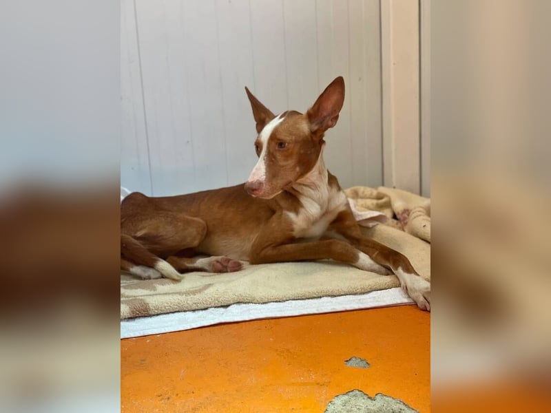 Bosco (Spanien) - sanfte Seele sucht Halt und Geborgenheit