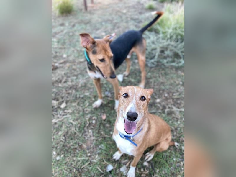 Samira (Spanien) – Lebensfrohe Schmusemaus sucht ihr Glück!