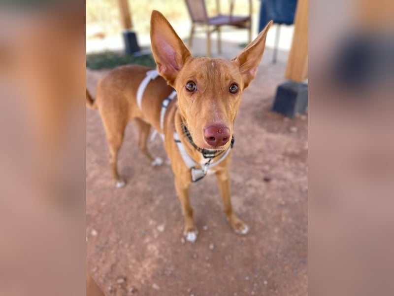 Caramelo (Spanien) – süßer Podenco mit Ringelschwänzchen sucht seine Menschen