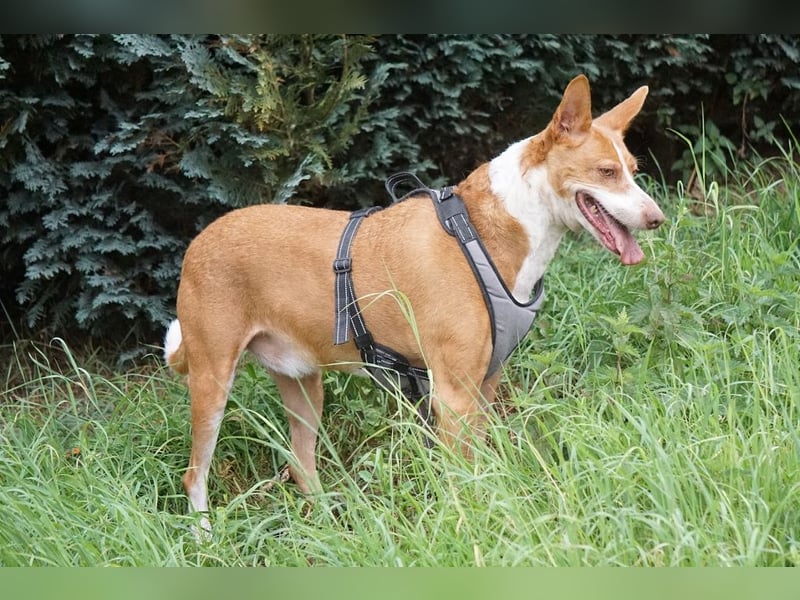 Notfall Boomer - Unser Pechvogel verliert schon wieder sein Zuhause