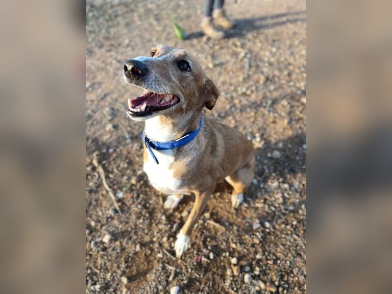 Samira (Spanien) – Lebensfrohe Schmusemaus sucht ihr Glück!