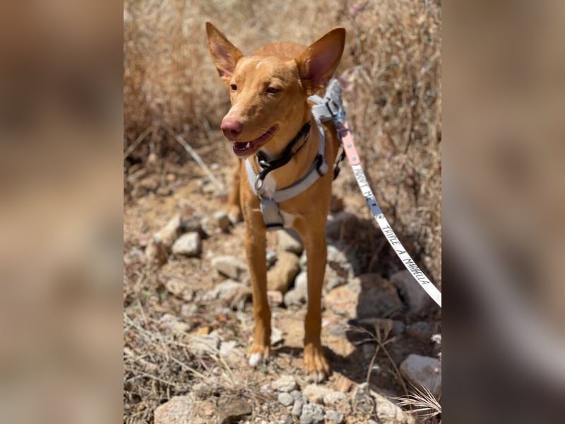 Caramelo (Spanien) – süßer Podenco mit Ringelschwänzchen sucht seine Menschen