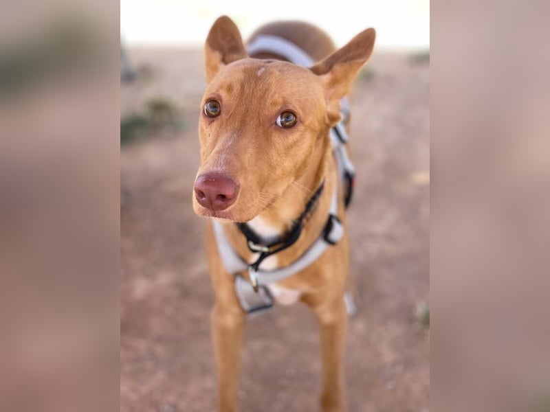 Caramelo (Spanien) – süßer Podenco mit Ringelschwänzchen sucht seine Menschen