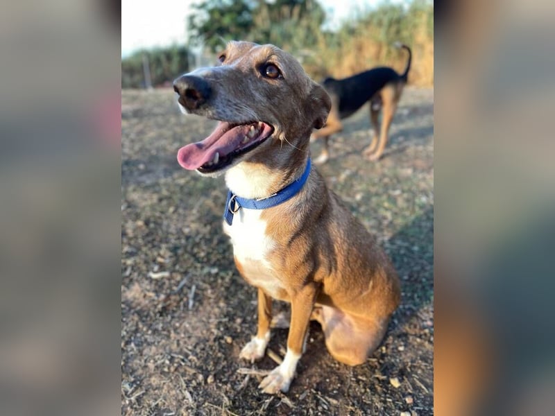 Samira (Spanien) – Lebensfrohe Schmusemaus sucht ihr Glück!