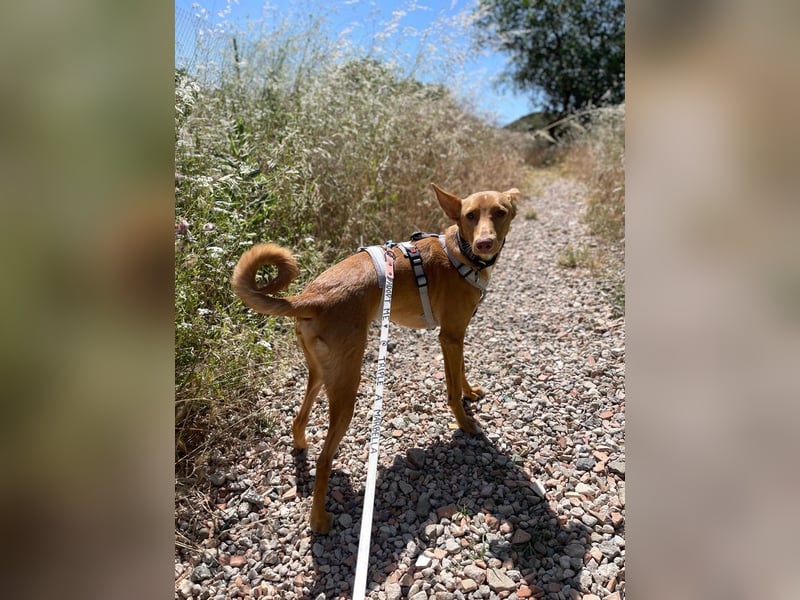 Caramelo (Spanien) – süßer Podenco mit Ringelschwänzchen sucht seine Menschen