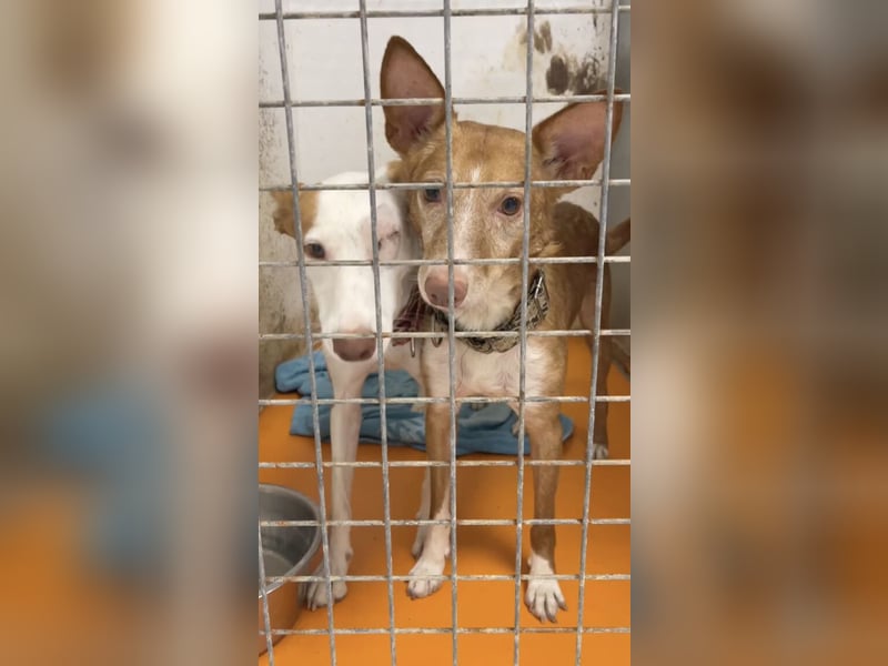 Joseph (Spanien) – abenteuerlustiger und sozialer Podenco