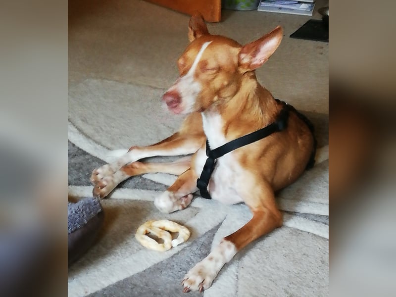Notfall Boomer - Unser Pechvogel verliert schon wieder sein Zuhause