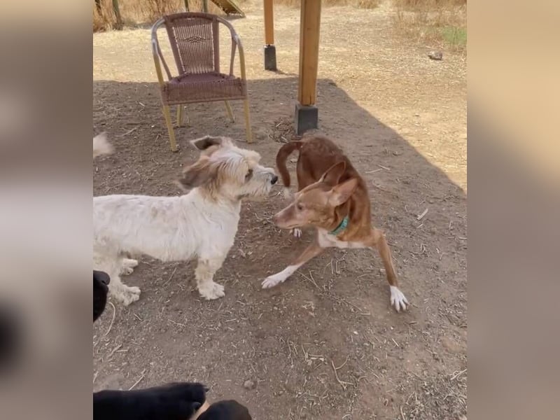 Joseph (Spanien) – abenteuerlustiger und sozialer Podenco