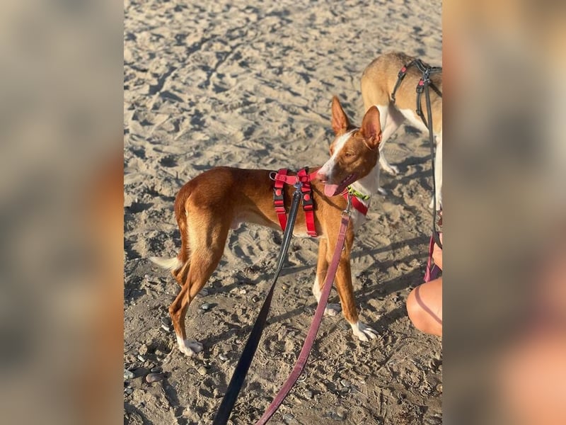 Bosco (Spanien) - sanfte Seele sucht Halt und Geborgenheit