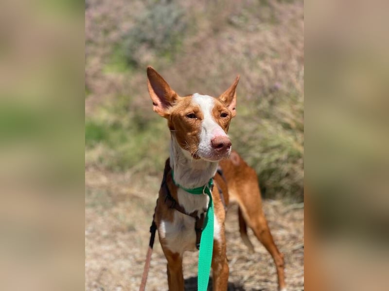 Bosco (Spanien) - sanfte Seele sucht Halt und Geborgenheit