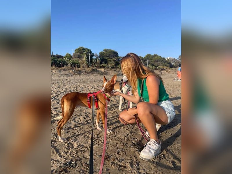 Bosco (Spanien) - sanfte Seele sucht Halt und Geborgenheit