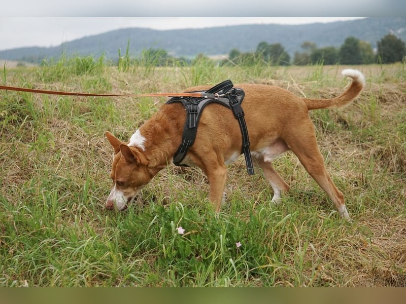 Notfall Boomer - Unser Pechvogel verliert schon wieder sein Zuhause