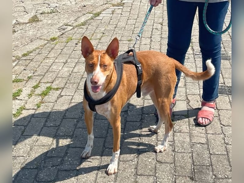 Notfall Boomer - Unser Pechvogel verliert schon wieder sein Zuhause